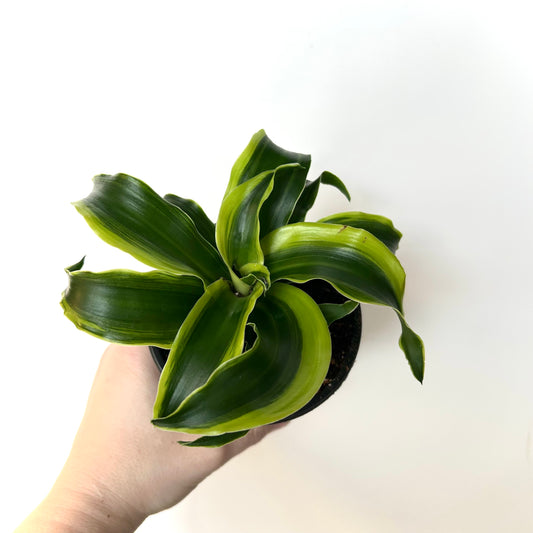Dracaena Warneckii - Tornado Twist