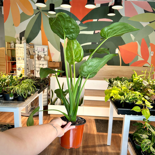 Alocasia Cucullata