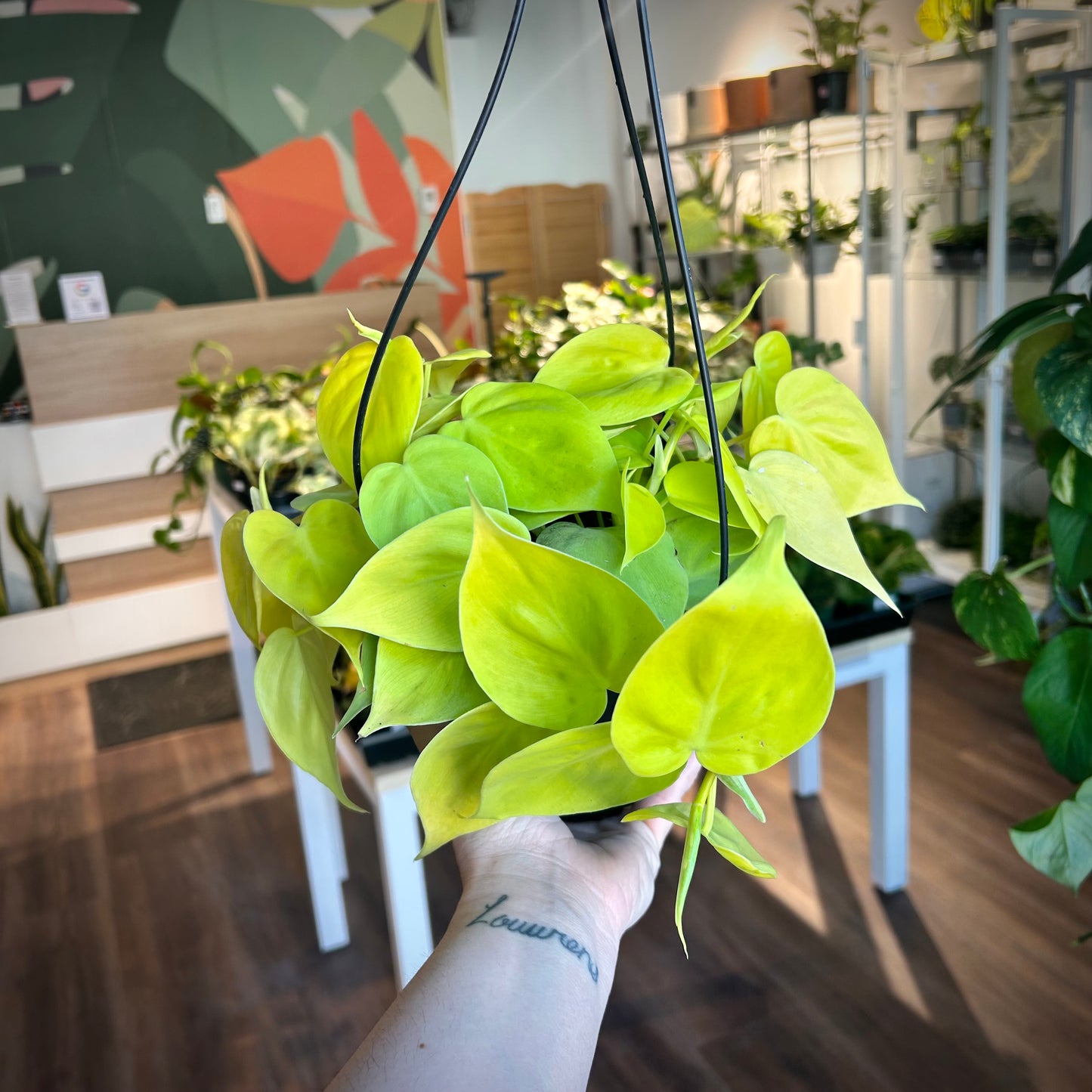 Philodendron Cordatum Lemon-Lime