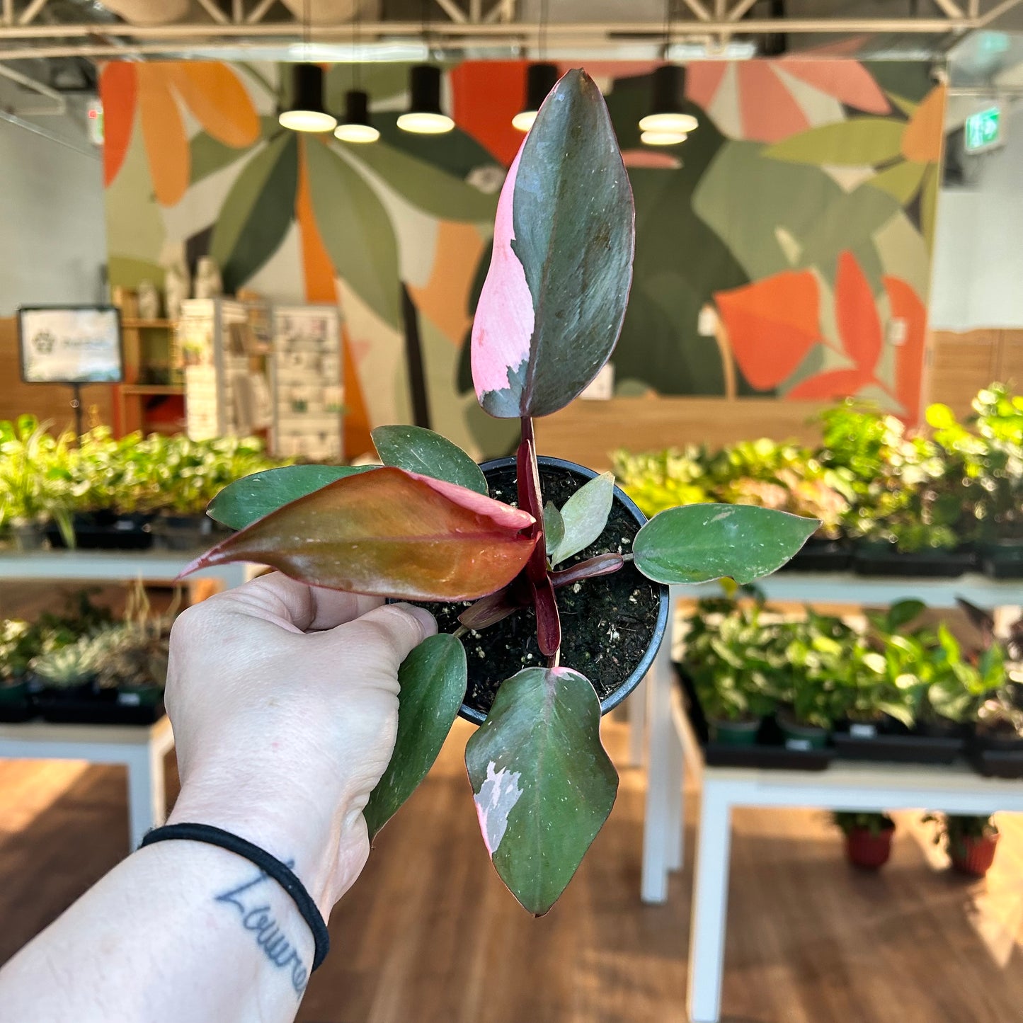 Philodendron Pink Princess