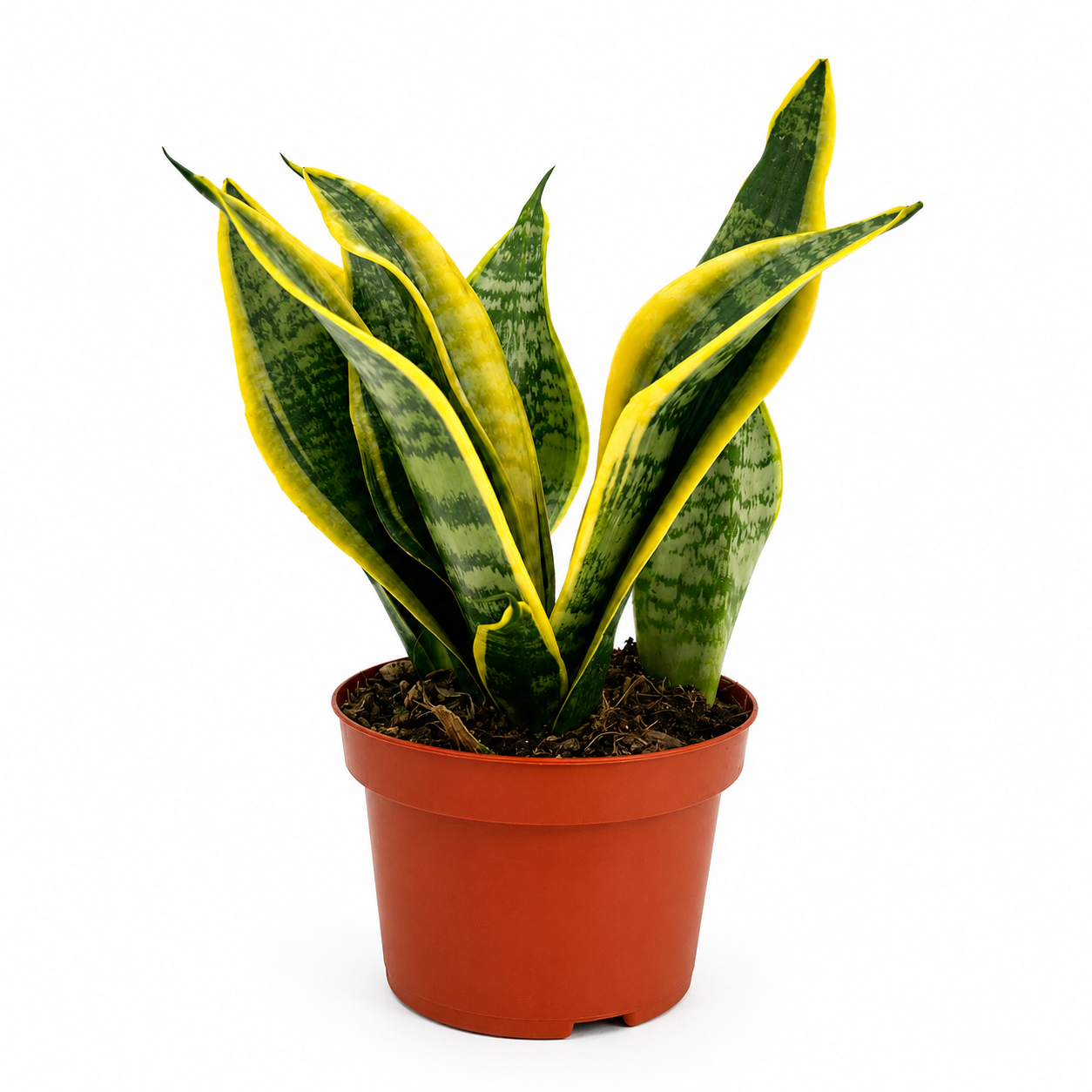 Sansevieria Trifasciata 'Laurentii’