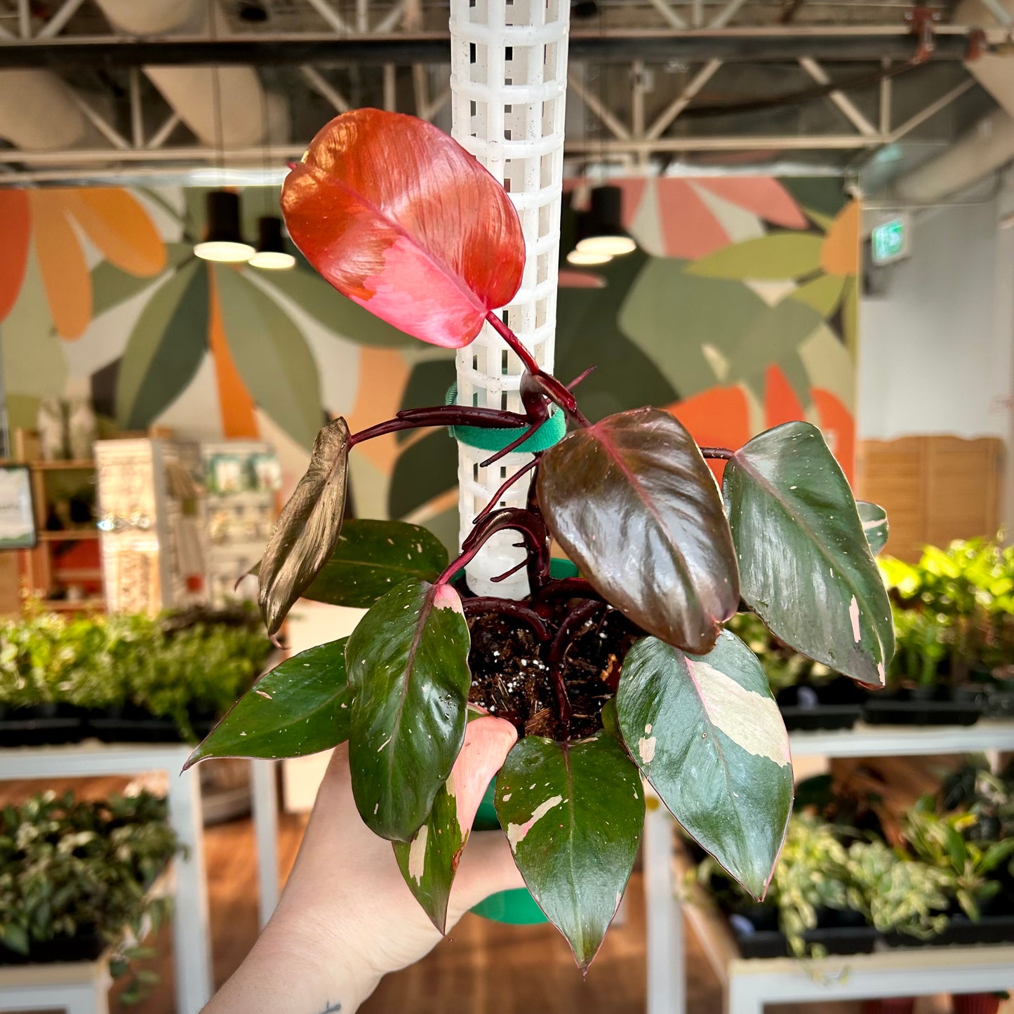 Philodendron Persimmon Princess- Exact Plant