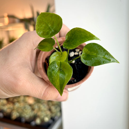 Alocasia Cucullata Variegated - Corm grown, exact plant