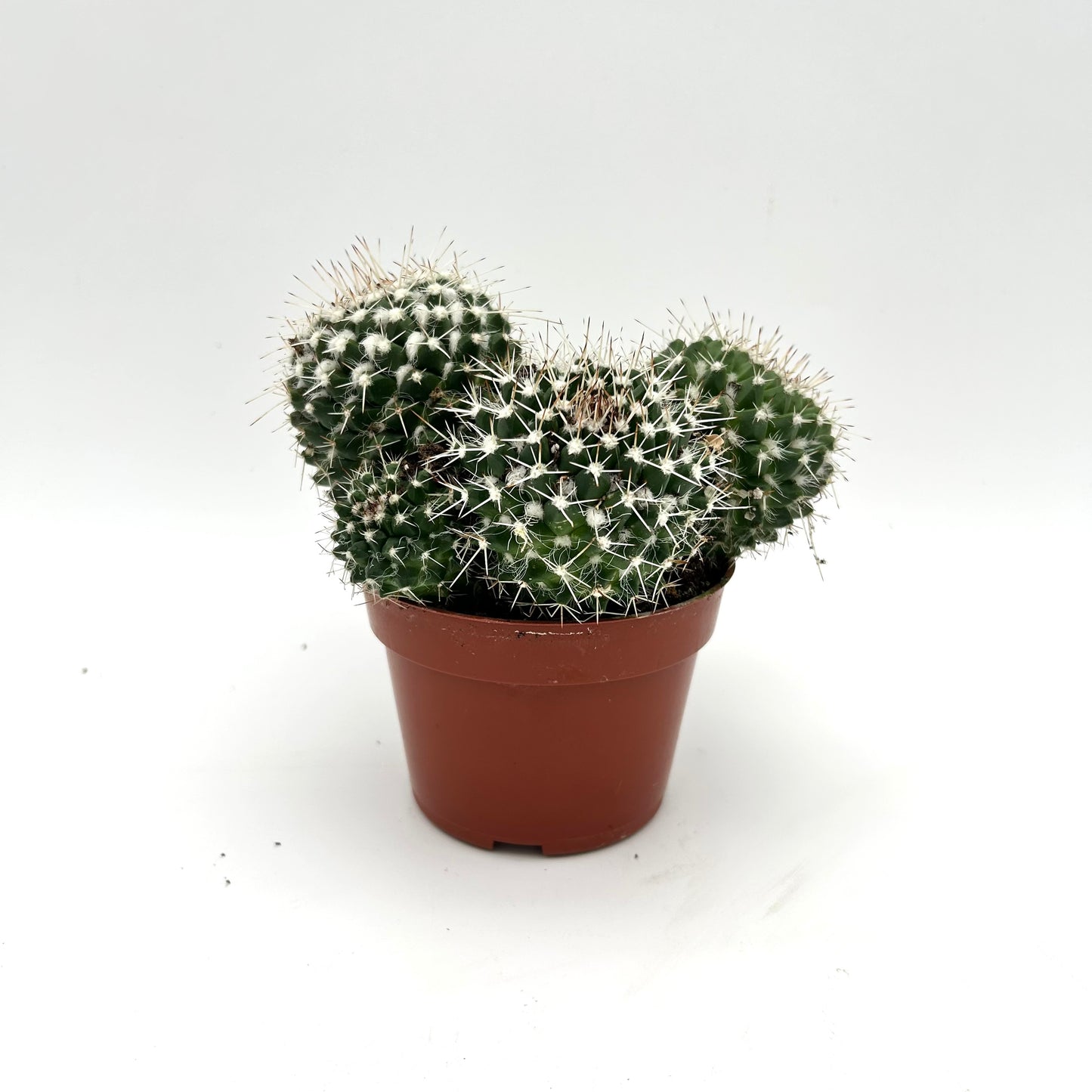 Mammillaria spinosissima (Spiny Pincushion Cactus)