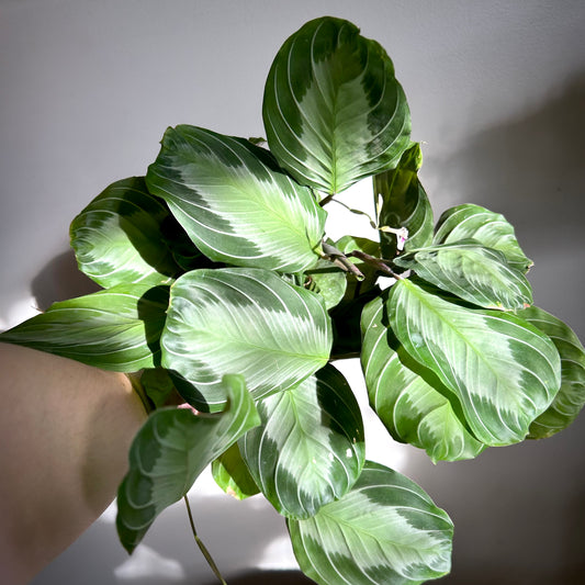 Maranta leuconeura (Prayer Plant)