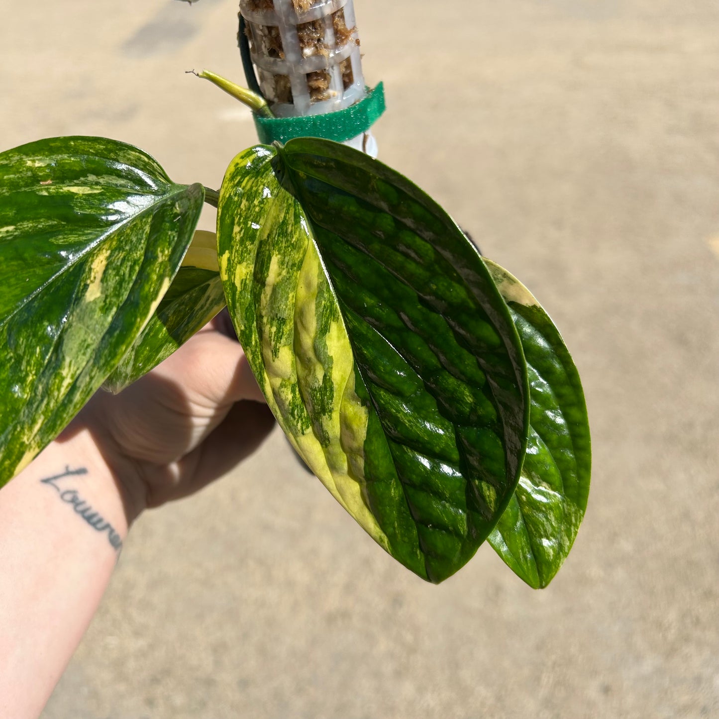 Monstera Peru Variegated (Monstera karstenianum variegata) - Exact Plant A