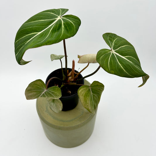 Philodendron Gloriosum White Vein