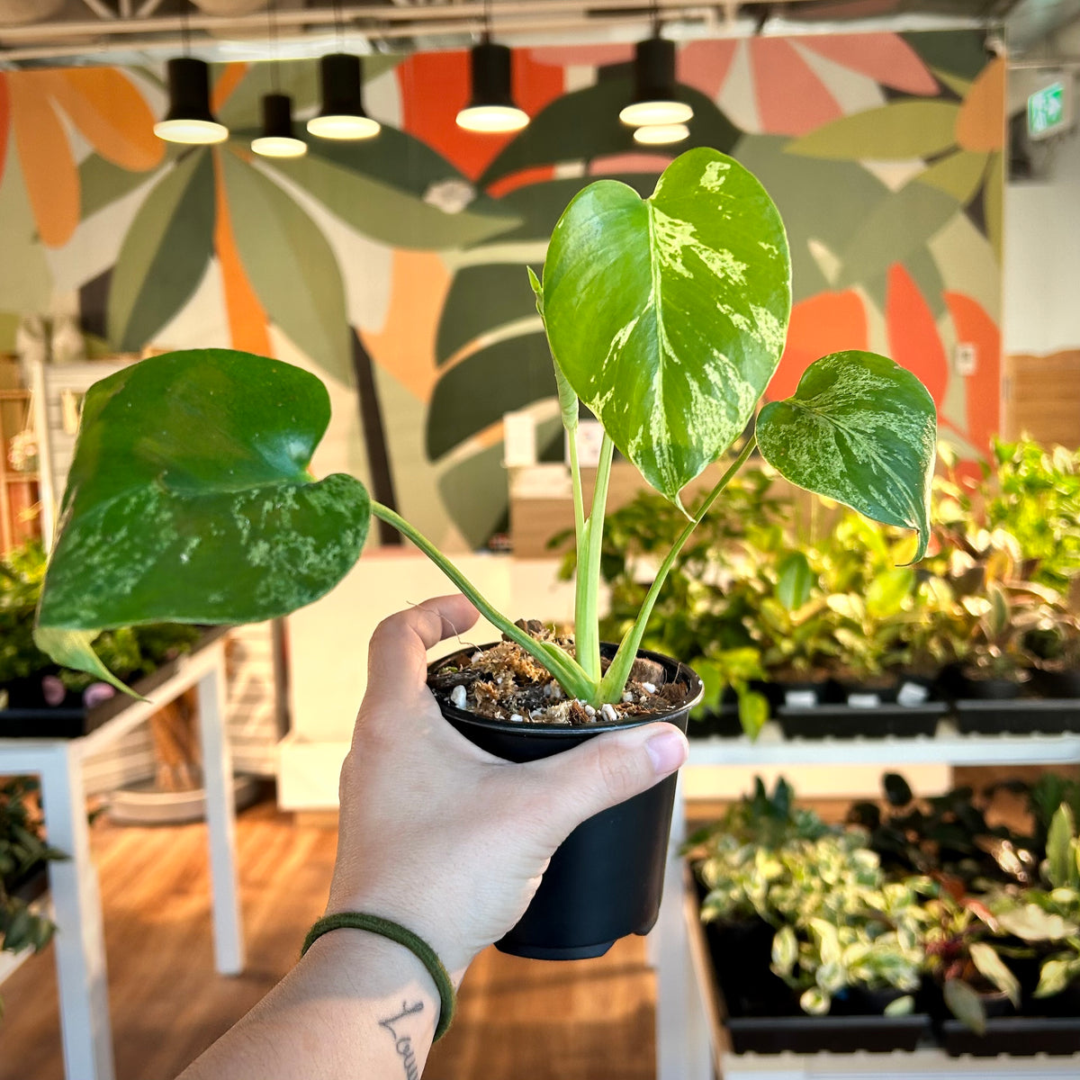 Monstera Bulbasaur