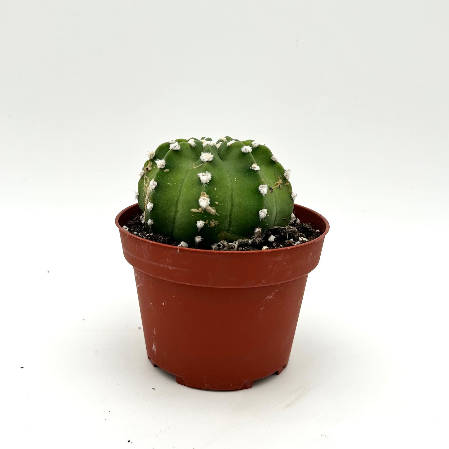 Domino Cactus (Echinopsis subdenudata)