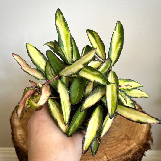 Hoya Wayetii Variegata