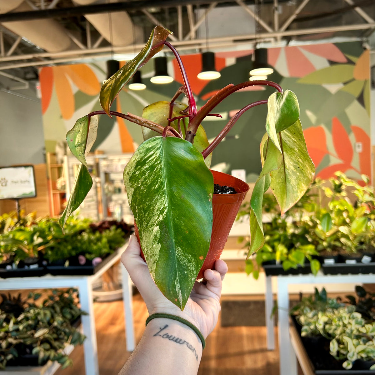 Philodendron "Strawberry Shake”