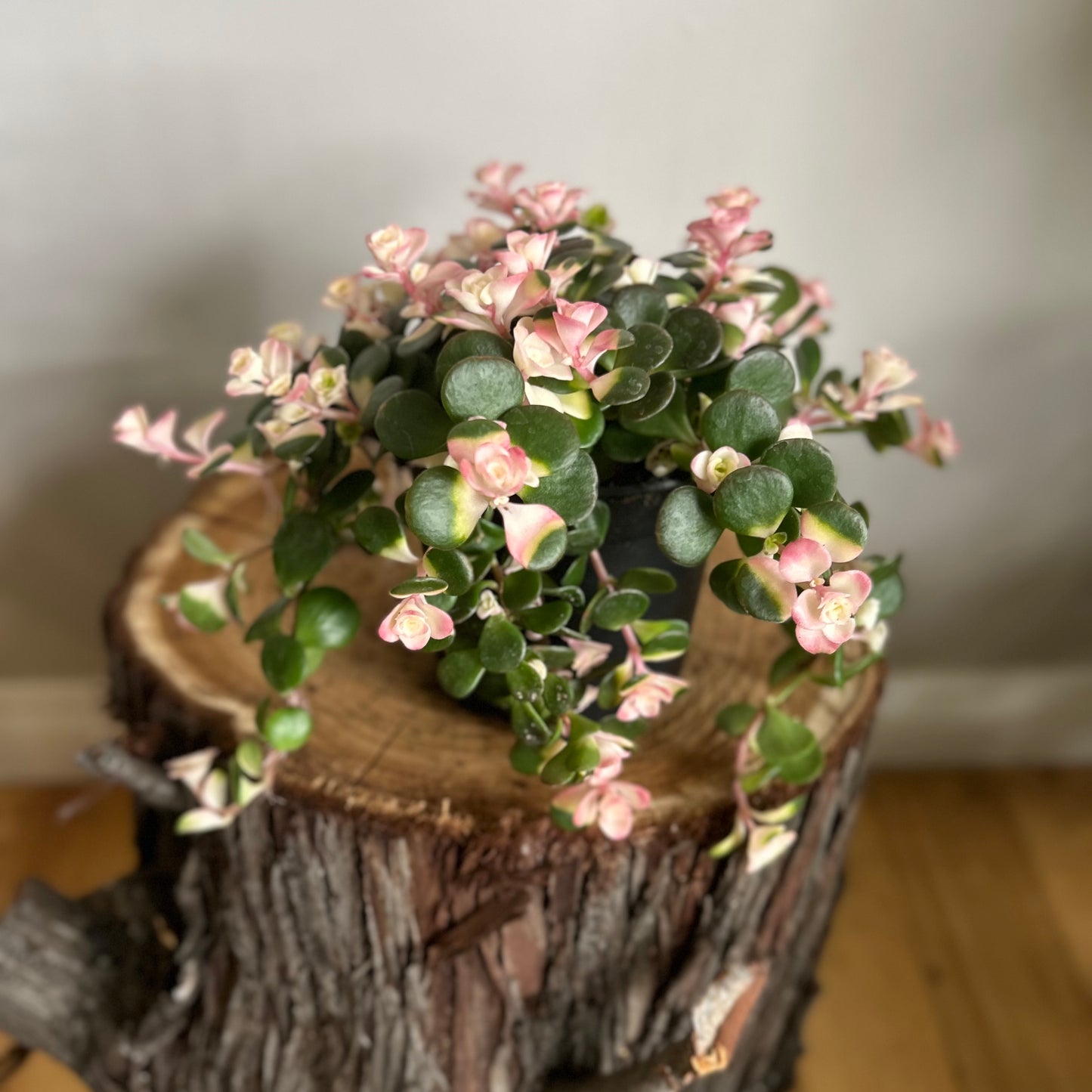 Sedum Jade Runner Tinted