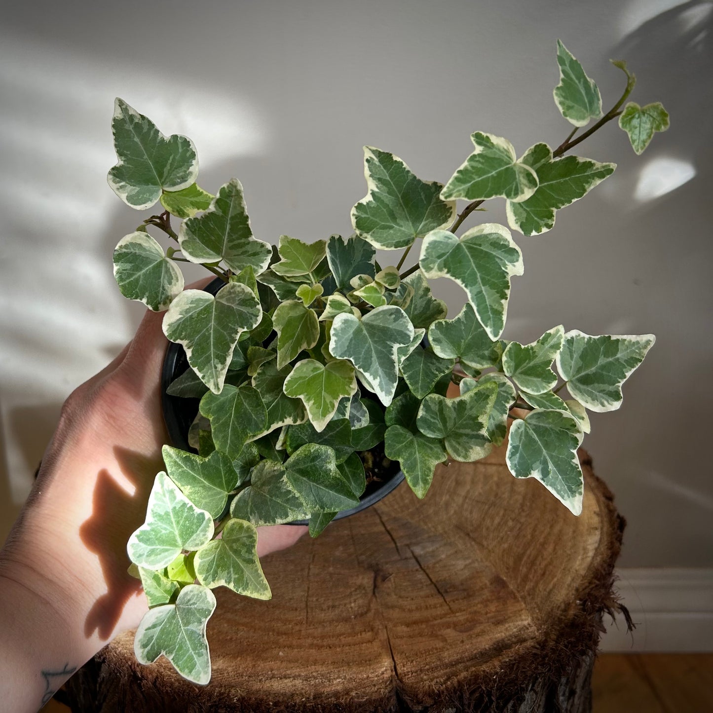 Ivy - White Variegated (Hedera Helix)