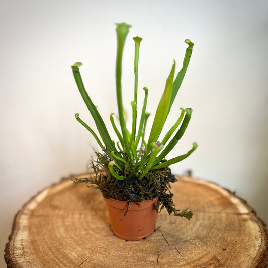 North American Pitcher Plant (Sarracenia)