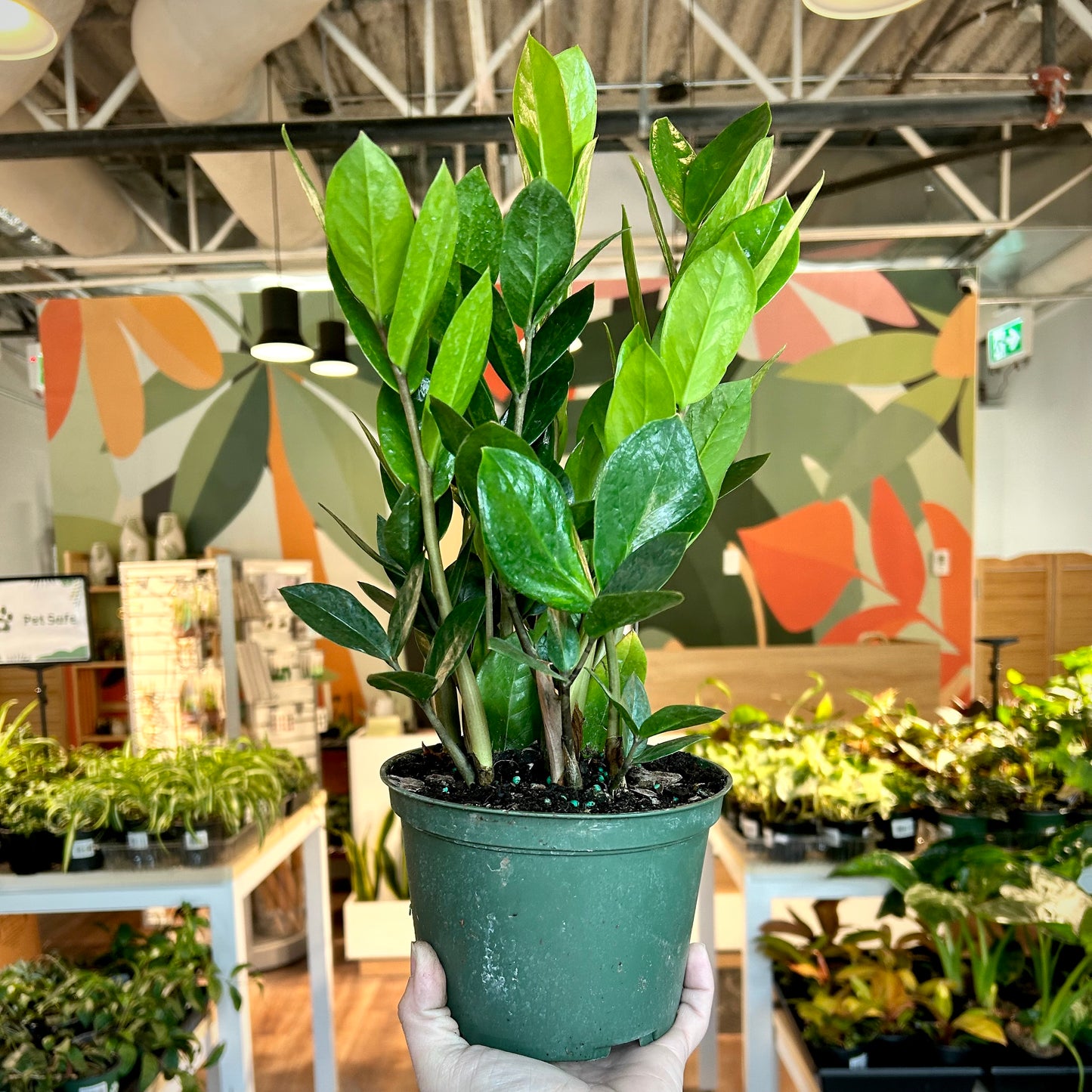 Zamioculcas Zamiifolia (ZZ Plant)