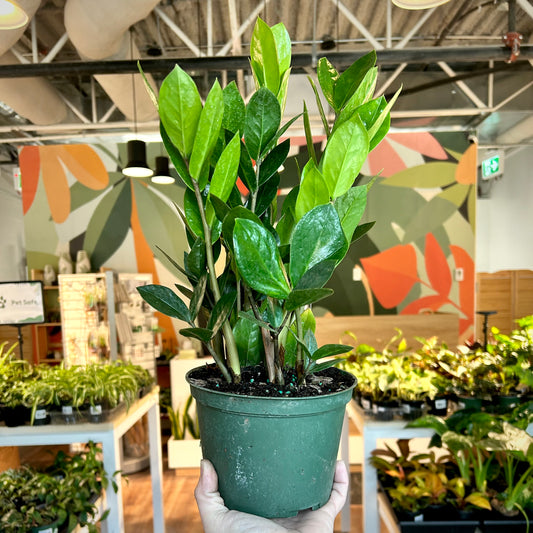 Zamioculcas Zamiifolia (ZZ Plant)