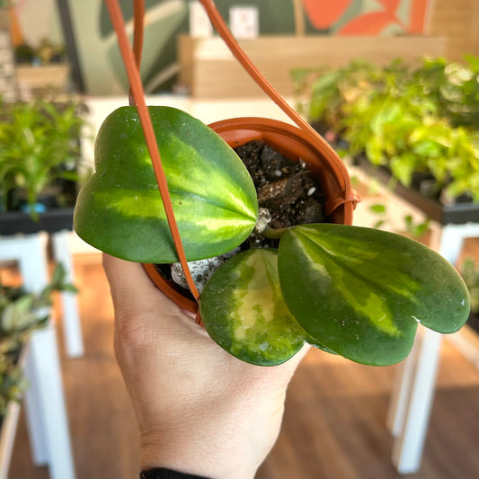 Hoya Kerrii Reverse (Yellow Inner Variegated)