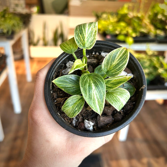 Philodendron Birkin