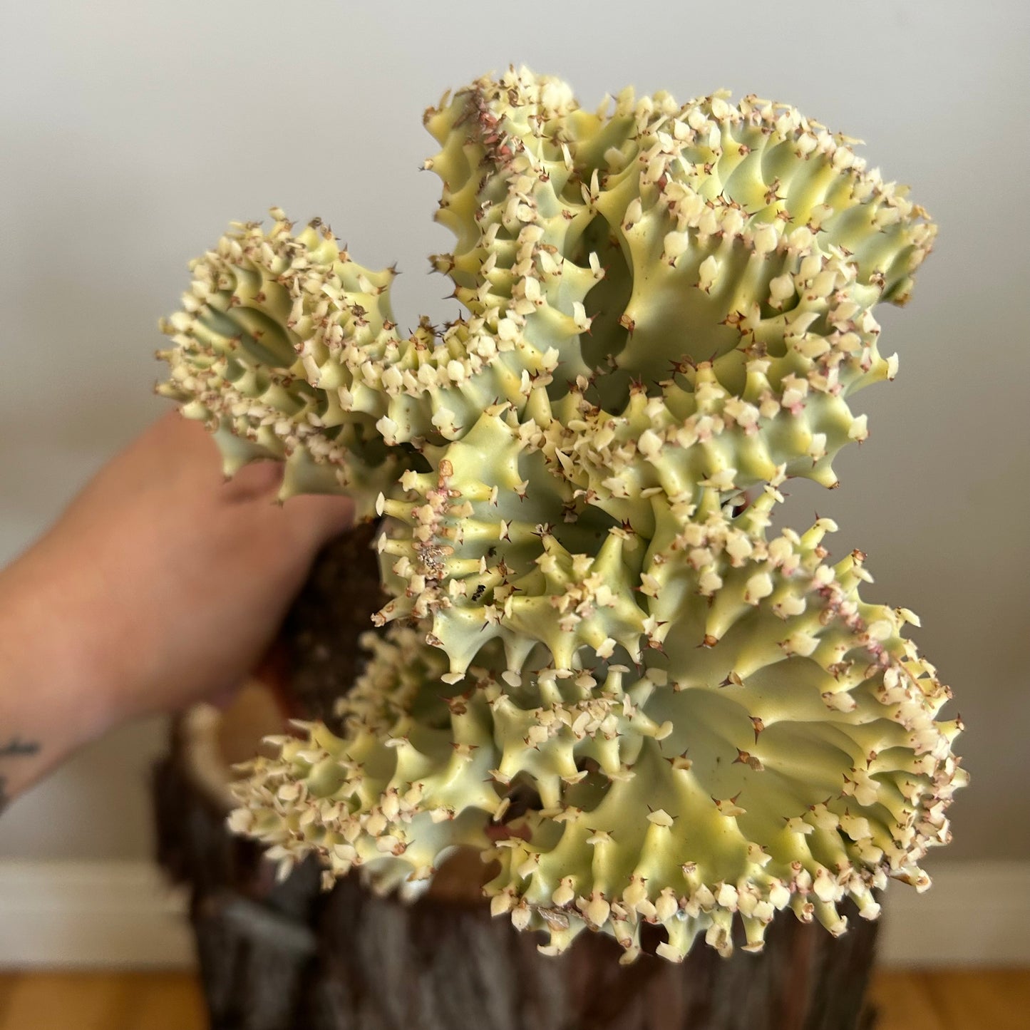 Euphorbia lactea 'Cristata' (white, grafted)