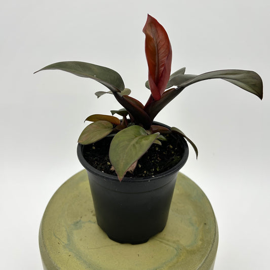 Philodendron "Black Cardinal"