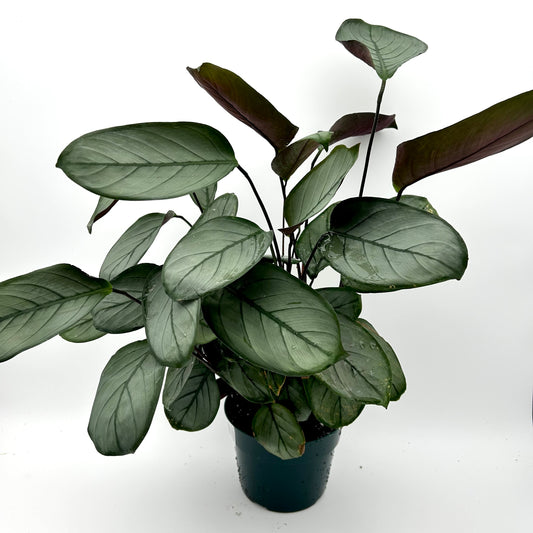 Ctenanthe setosa ‘Gray Star’