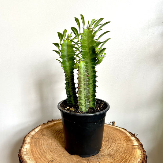 Euphorbia Trigona - African Milk Tree - Green