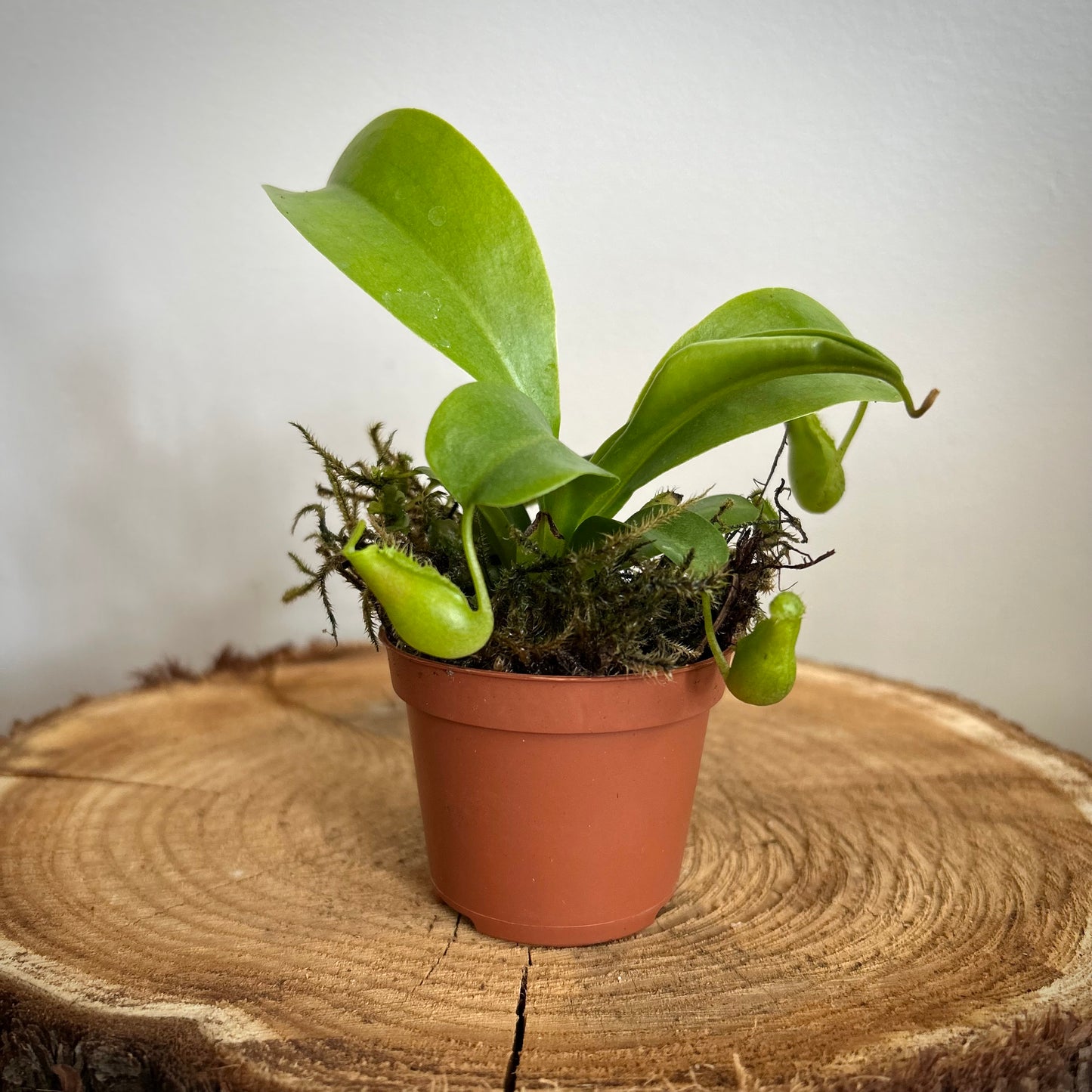 Nepenthes - Carnivorous Pitcher Plant