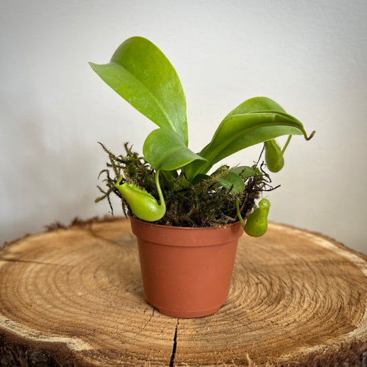 Nepenthes - Carnivorous Pitcher Plant
