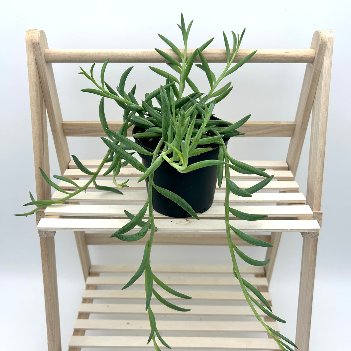 String of Fishhooks (Senecio radicans)