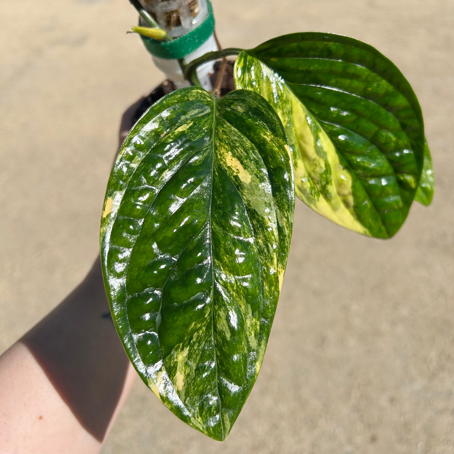 Monstera Peru Variegated (Monstera karstenianum variegata) - Exact Plant A