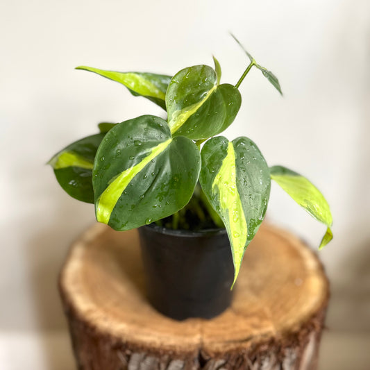 Philodendron 'Brasil'