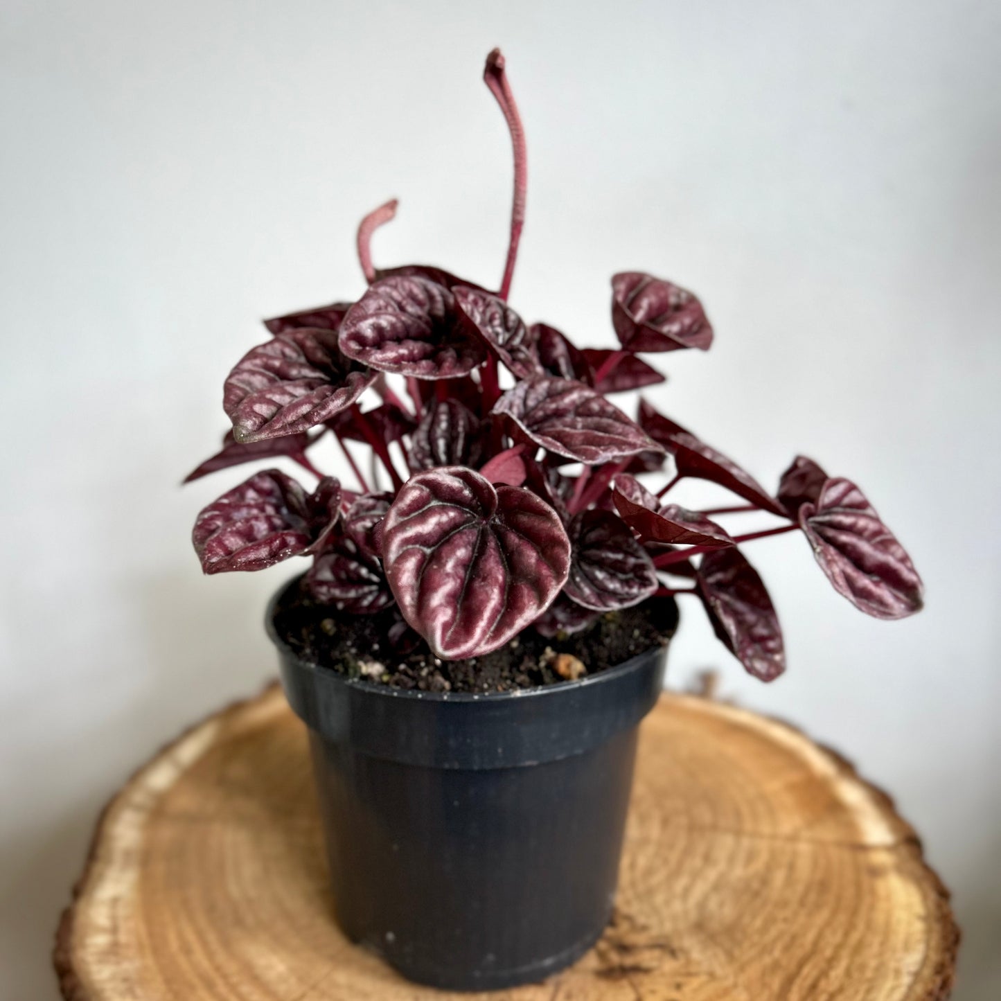 Peperomia Ripple (Peperomia caperata)