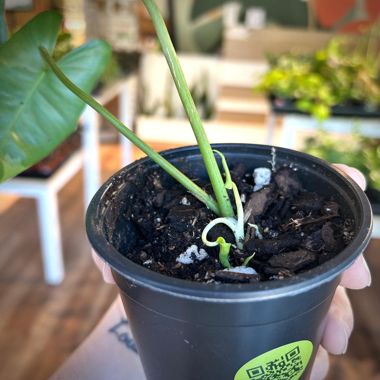 Philodendron Burle Marx Variegata - Rooted cuttings, new growth