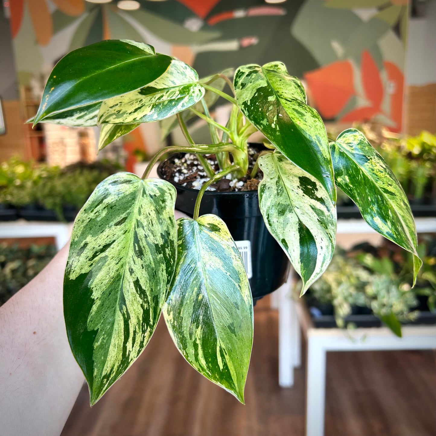 Philodendron 'Emerald King' - Exact Plant