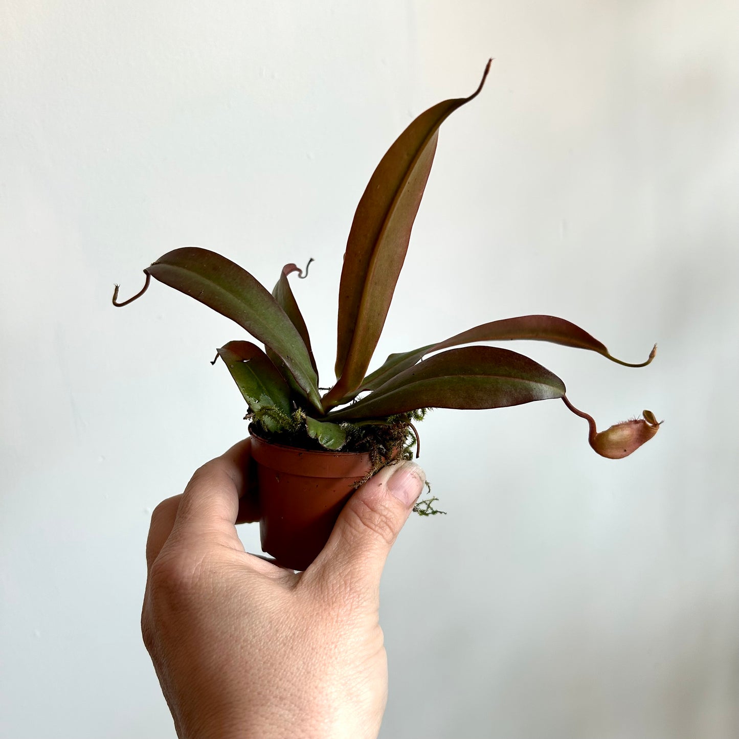 Nepenthes - Carnivorous Pitcher Plant