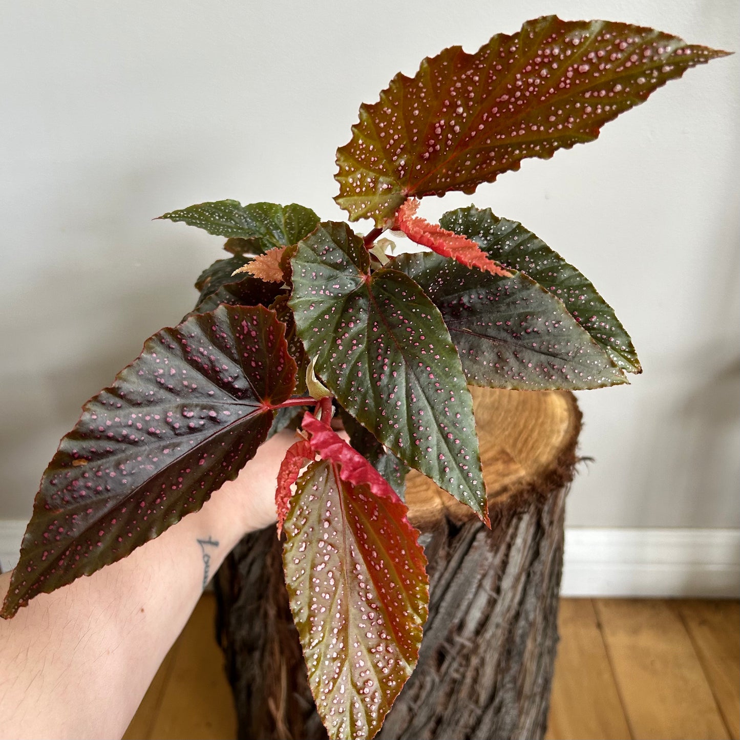 Begonia Maculata 'Pink Spot'