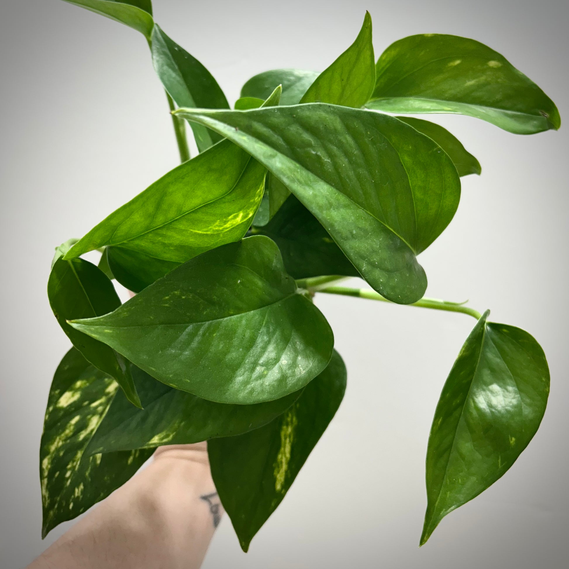 pothos size Golden Pothos – Urban Ivy Houseplants