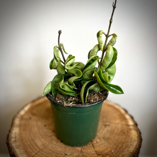 Hoya Compacta 'Krinkle Kurl’