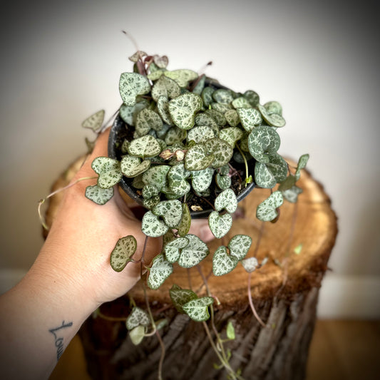 String of Hearts