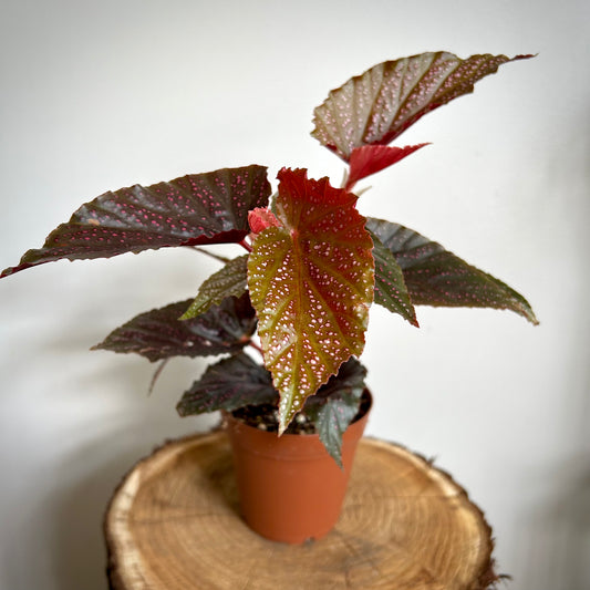 Begonia Maculata 'Pink Spot'