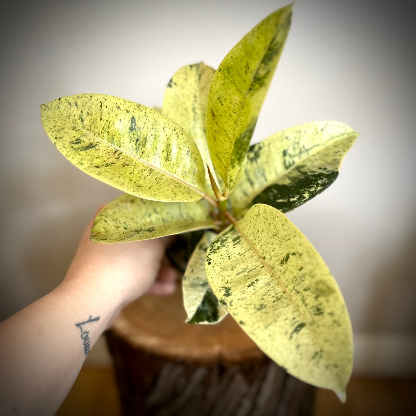 Ficus Shivereana / Moonshine