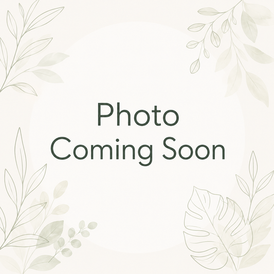 Tradescantia Spathacea