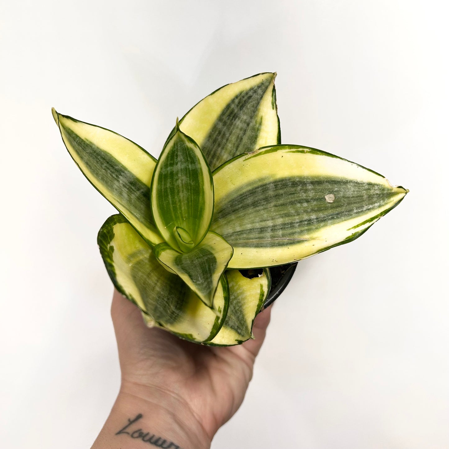 Sansevieria Hahnii "Golden" (Bird's Nest Snake Plant)