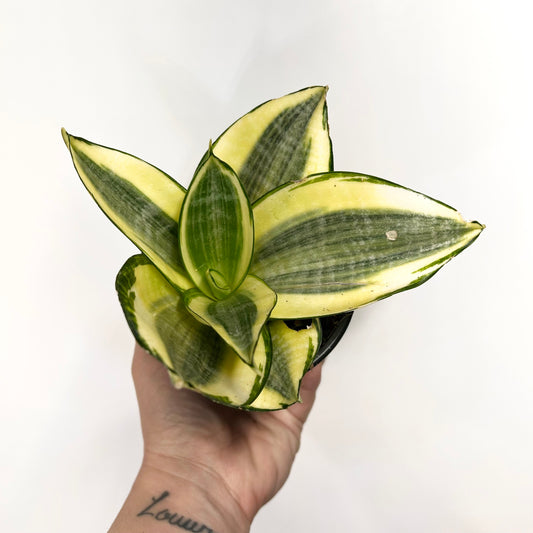 Sansevieria Hahnii "Golden" (Bird's Nest Snake Plant)