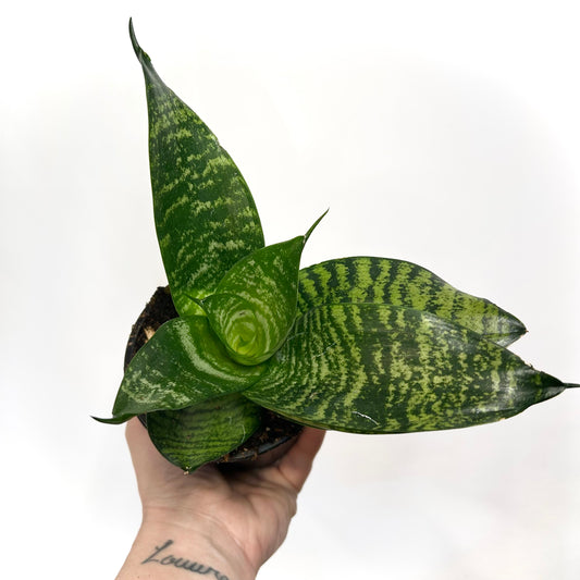 Sansevieria Hahnii - Green (Bird's Nest Snake Plant)