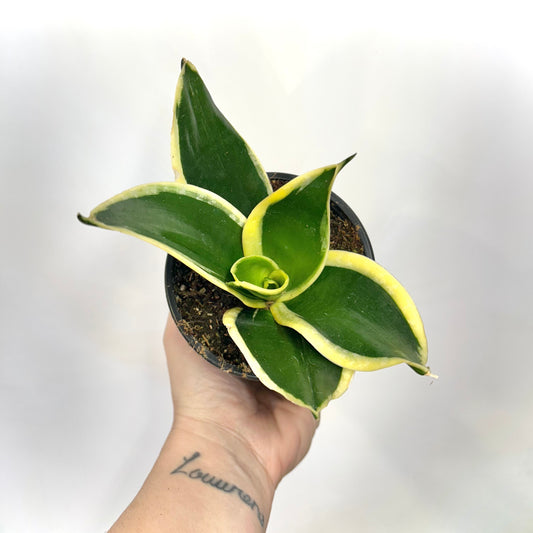 Sansevieria Hahnii "Jade Pagoda" (Bird's Nest Snake Plant)