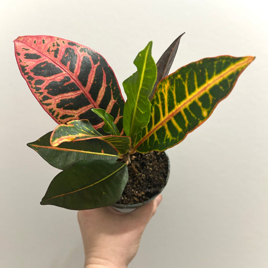 Croton "Petra"