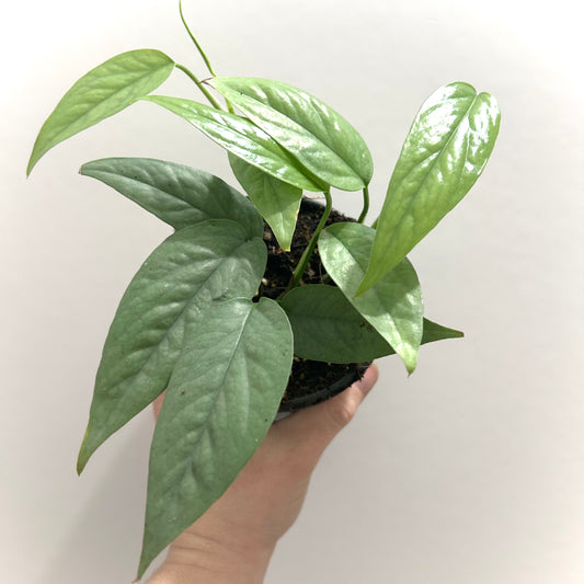 Pothos "Cebu Blue"