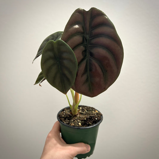 Alocasia Cuprea "Red Secret"