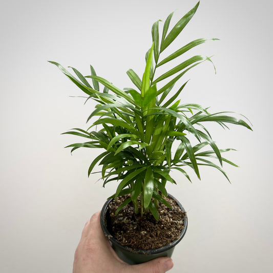 Parlour Palm